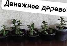 Денежное дерево по 500тг