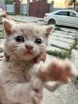 Котята очень красивые и ласковые