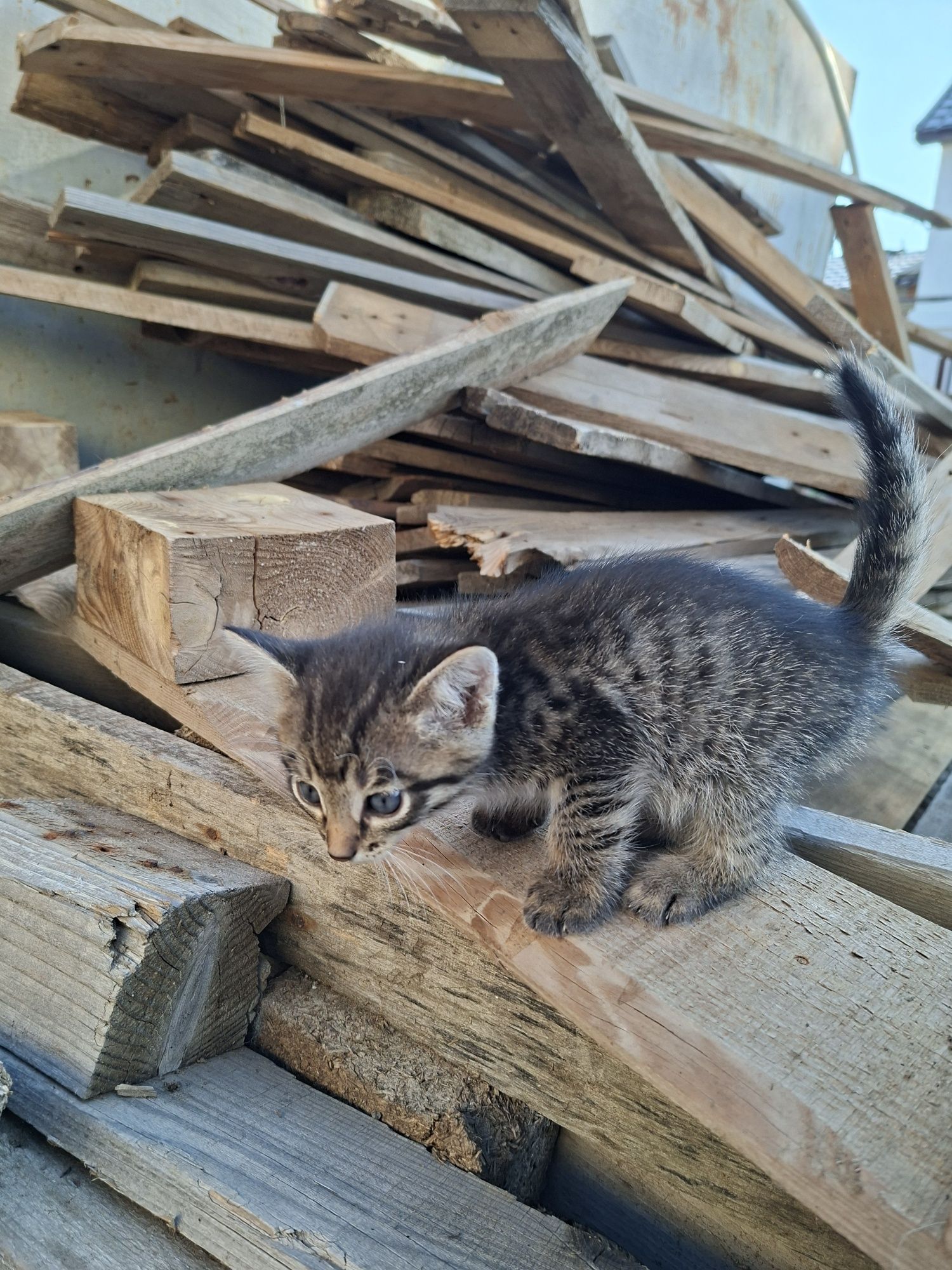 Отдам котят в добрые руки
