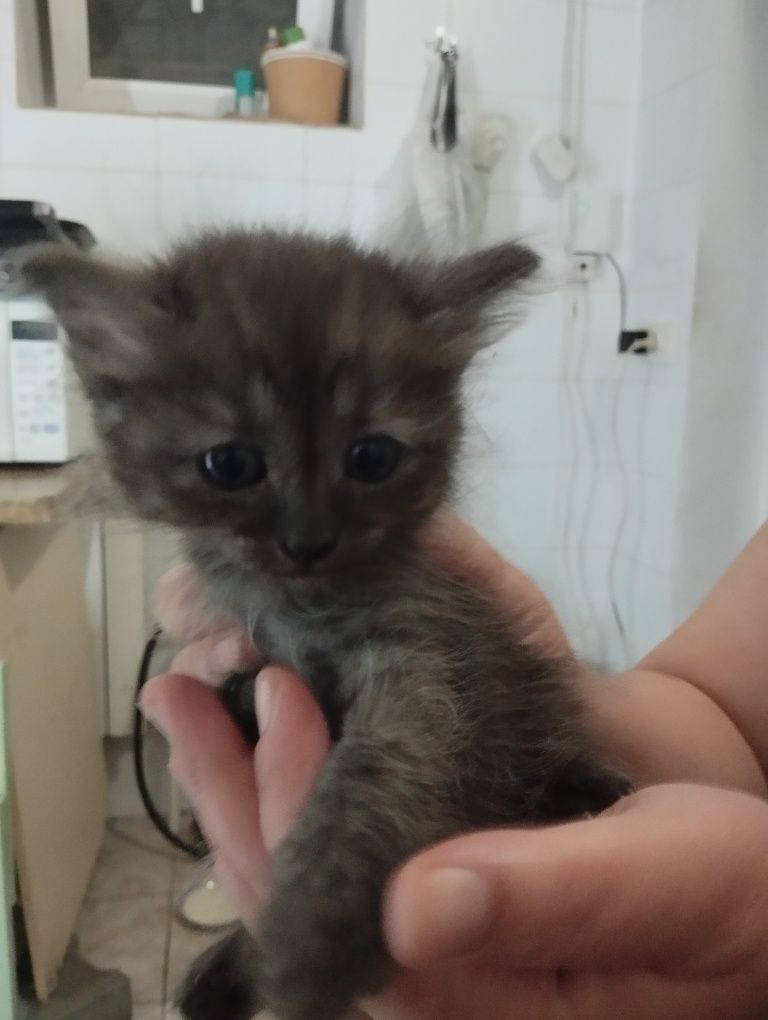 Отдаю котят в добрые руки