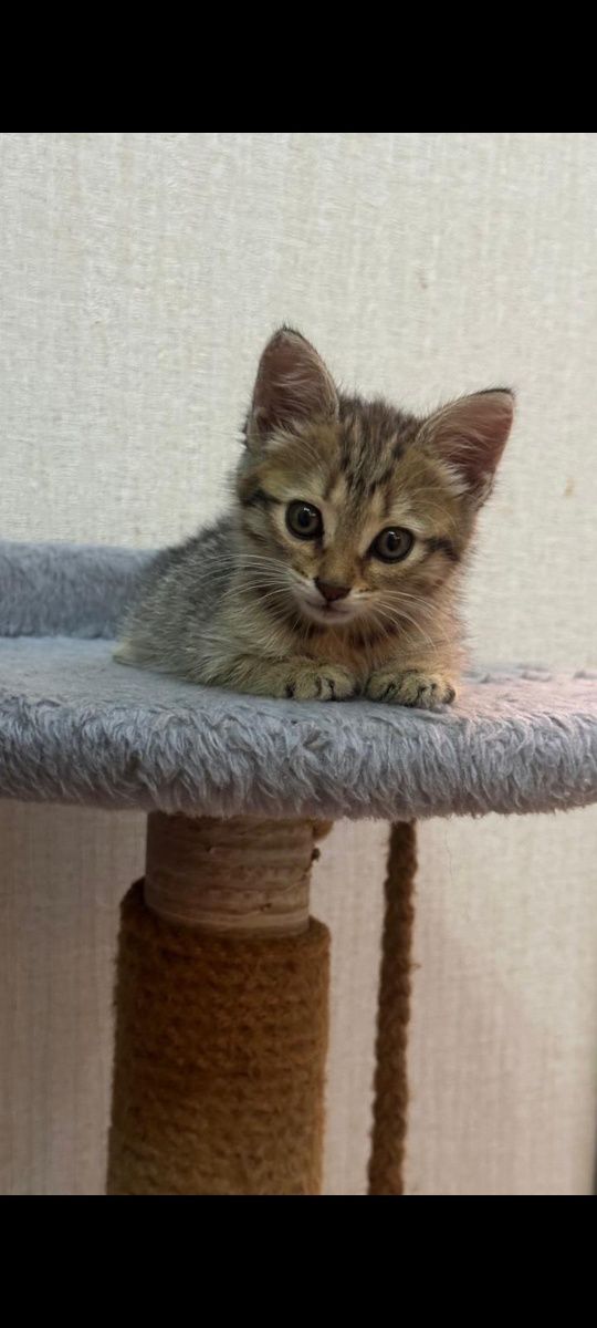 Отдам котенка, примерно 1 месяц, девочка, игривая, приученная к лотку