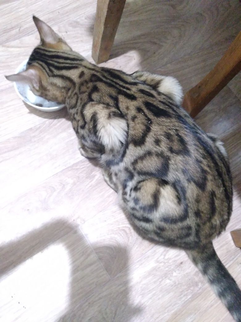 Бенгальские котики