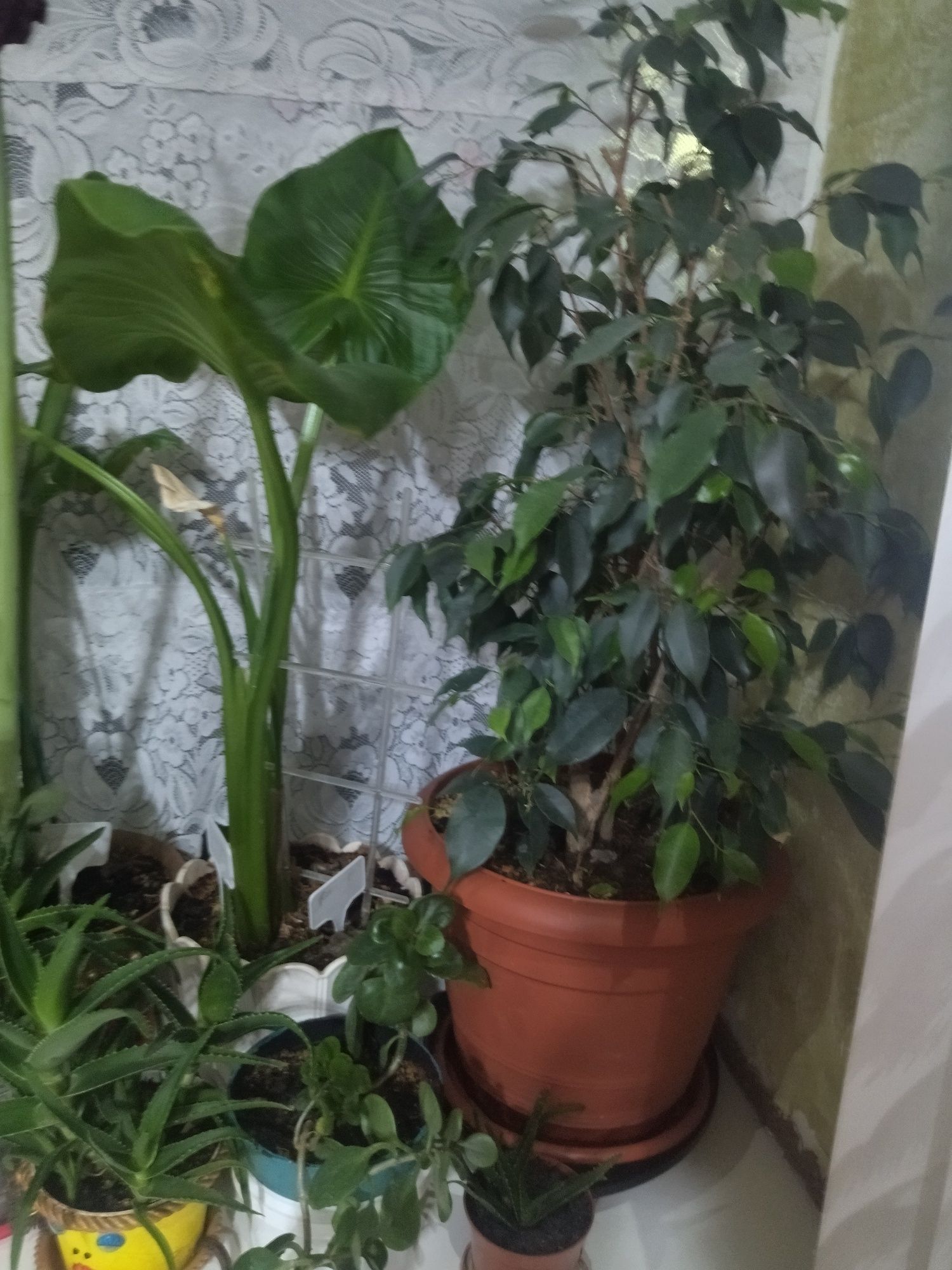 Продам разные комнатные цветы
