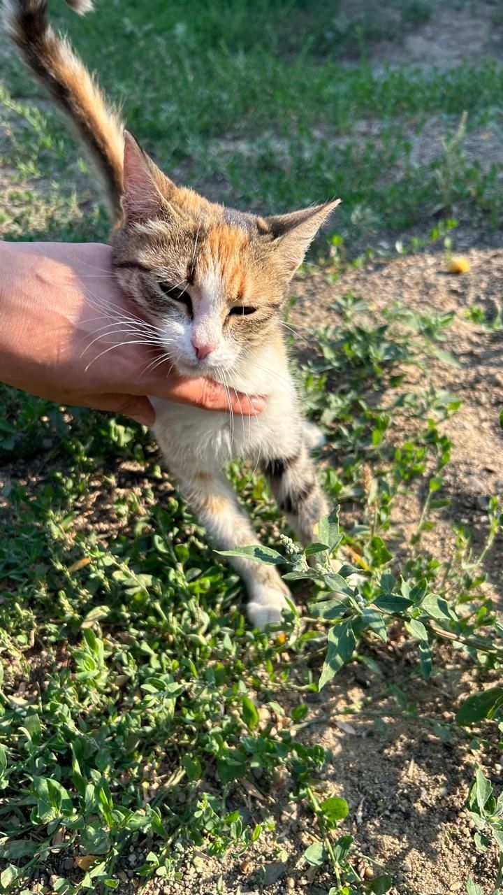 Отдам кошечку в добрые руки