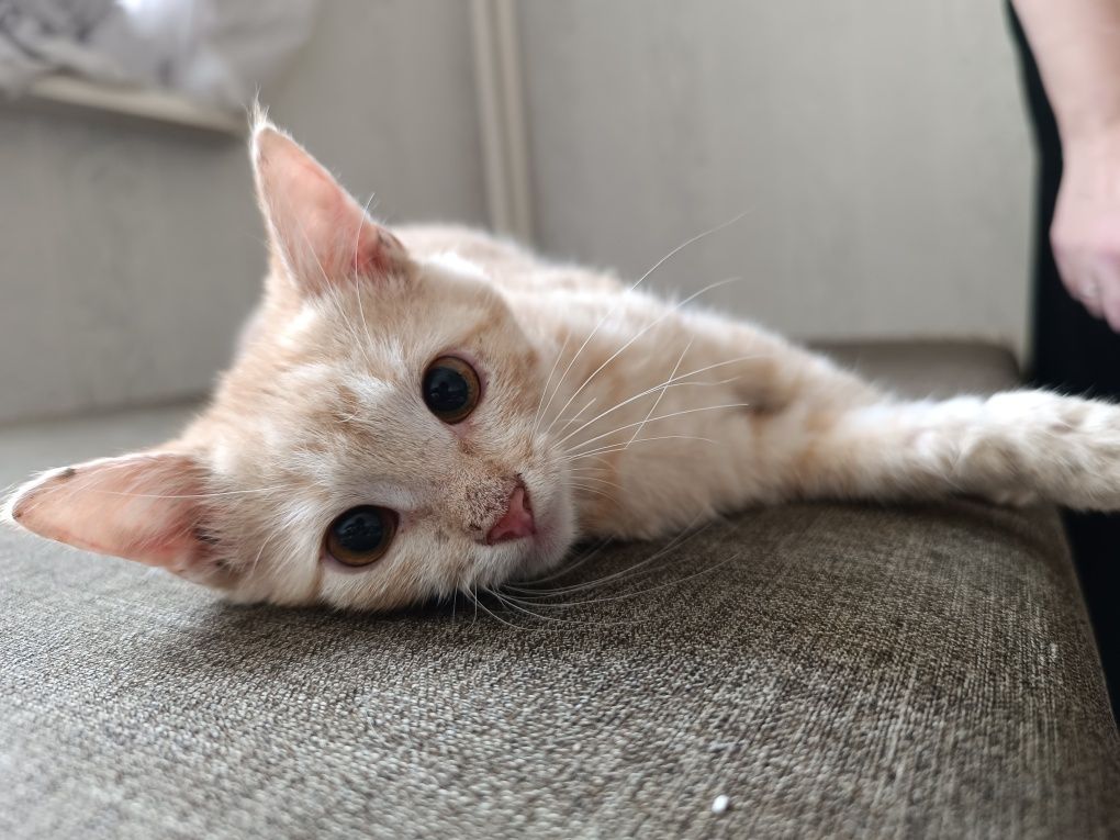Раздаю котят в добрые руки