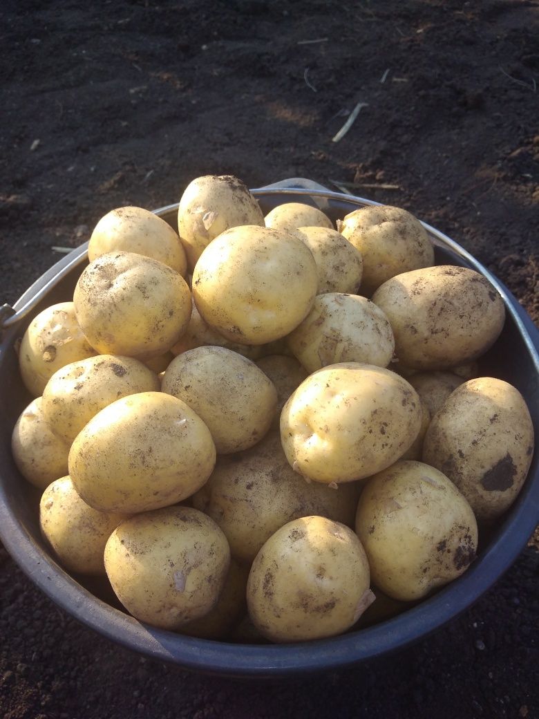 Продам молодой картофель.