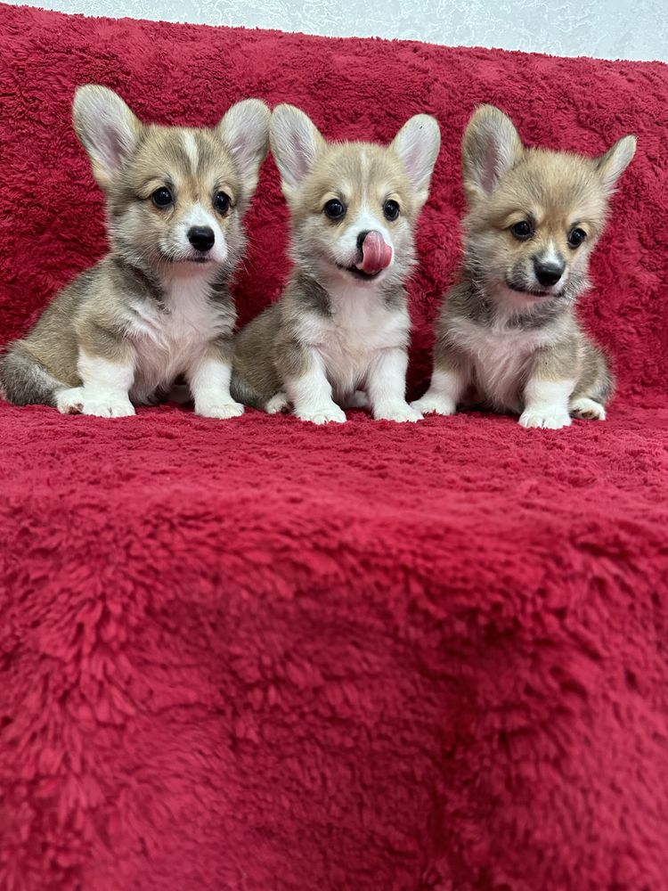 Красивые милашки вельш корги