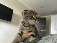 Котята скоттиш-фолд вислоухие СКИДКА 15%