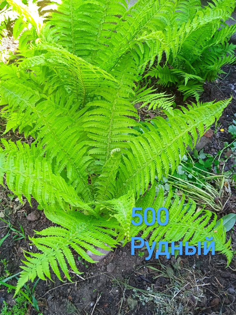 Продам цветы садовые, и другие