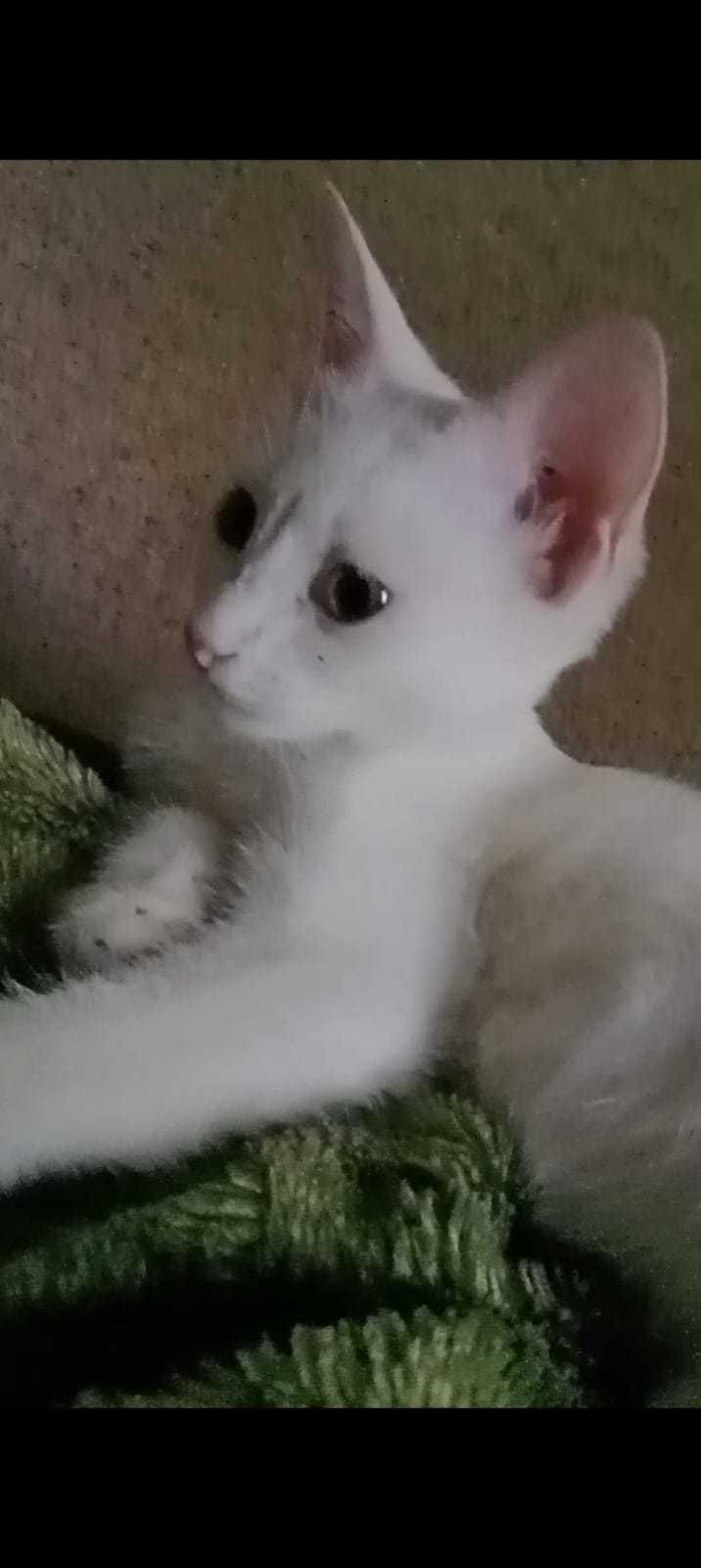 Котята ищут добрые руки