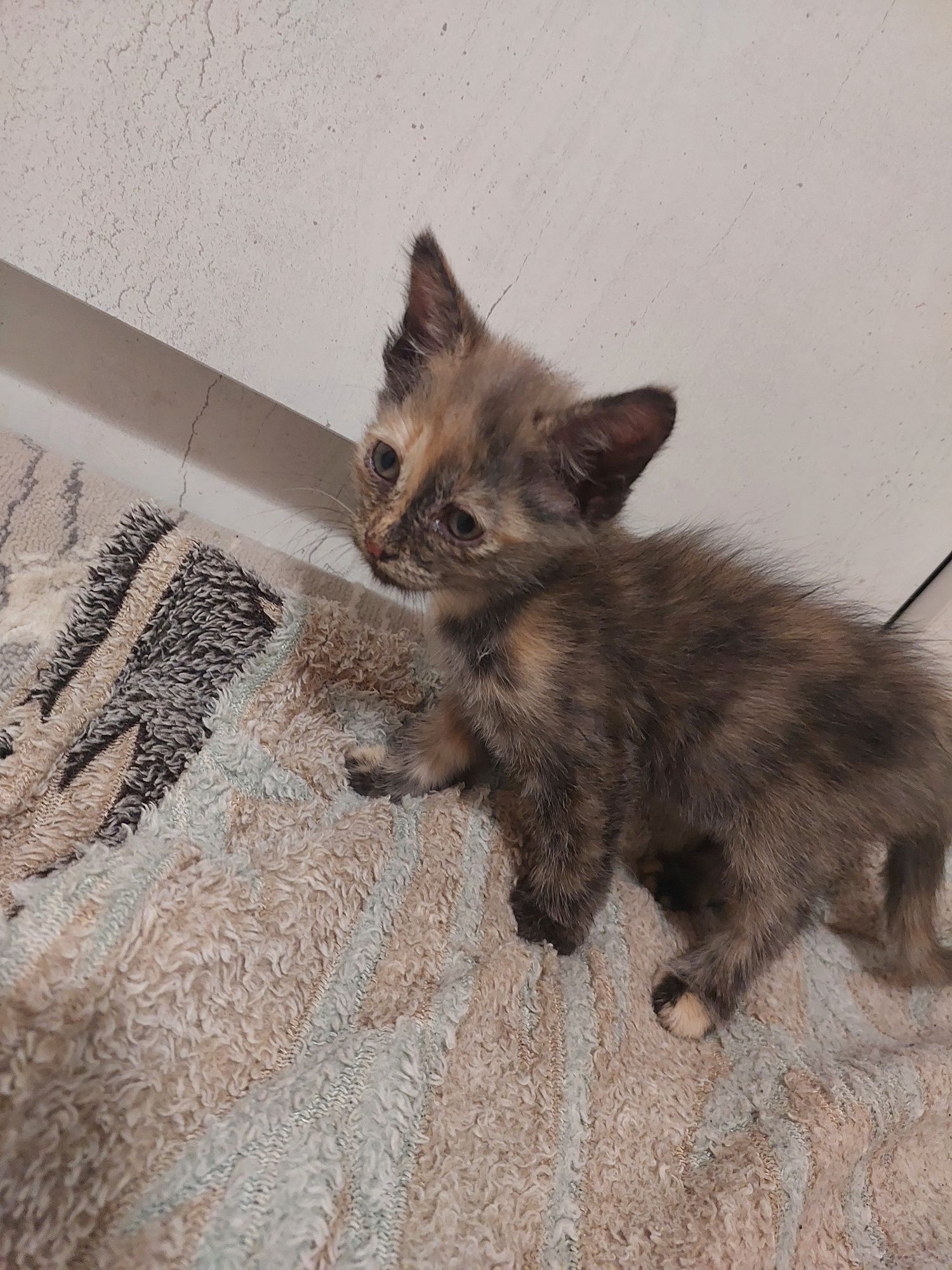 Котята котята котята