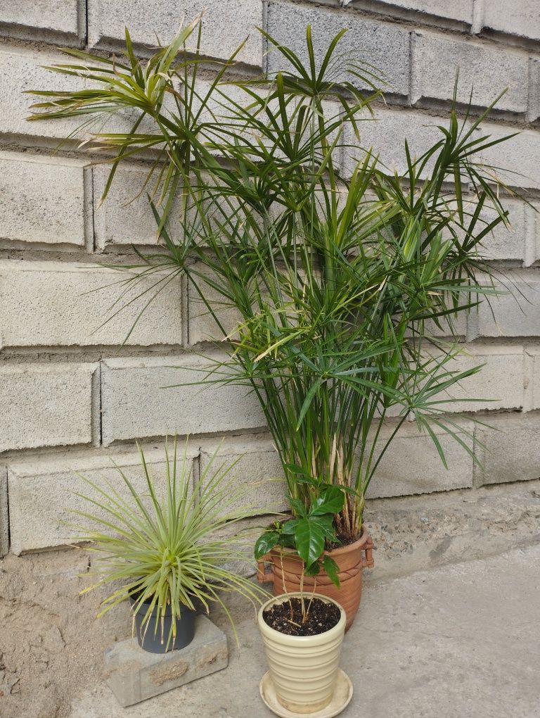 Комнатые цветы, Циперус, Агава прямая (декоративная), Кофейное дерево