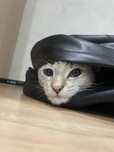 Кошка 10 месяцев