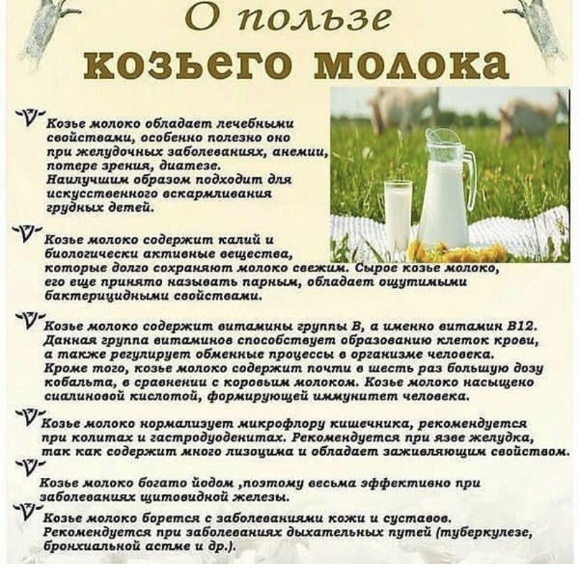 Альпий ешкінің сүті. Молоко Альпийской козы.