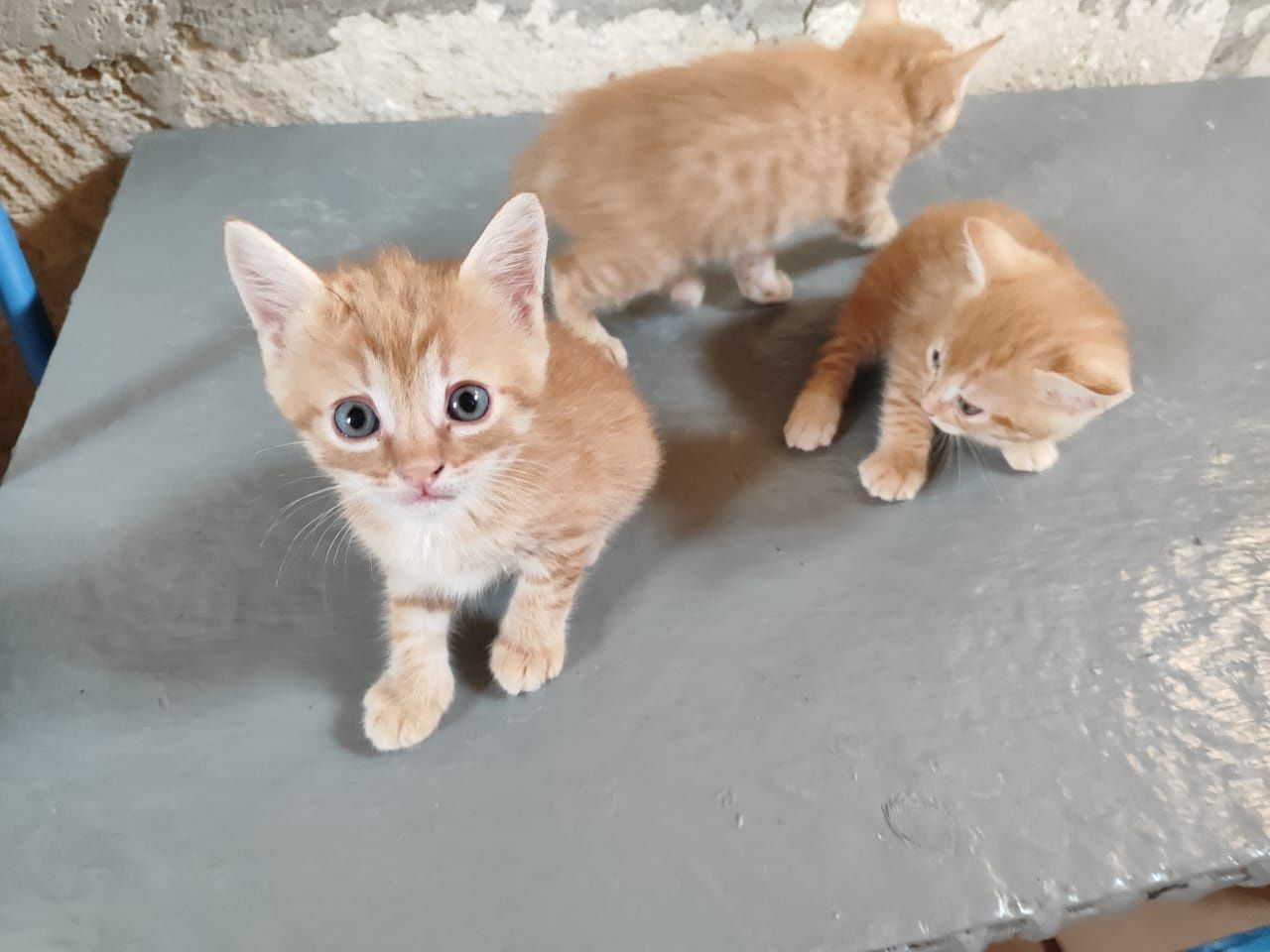 Отдам котенка в добрые руки бауырластар 2