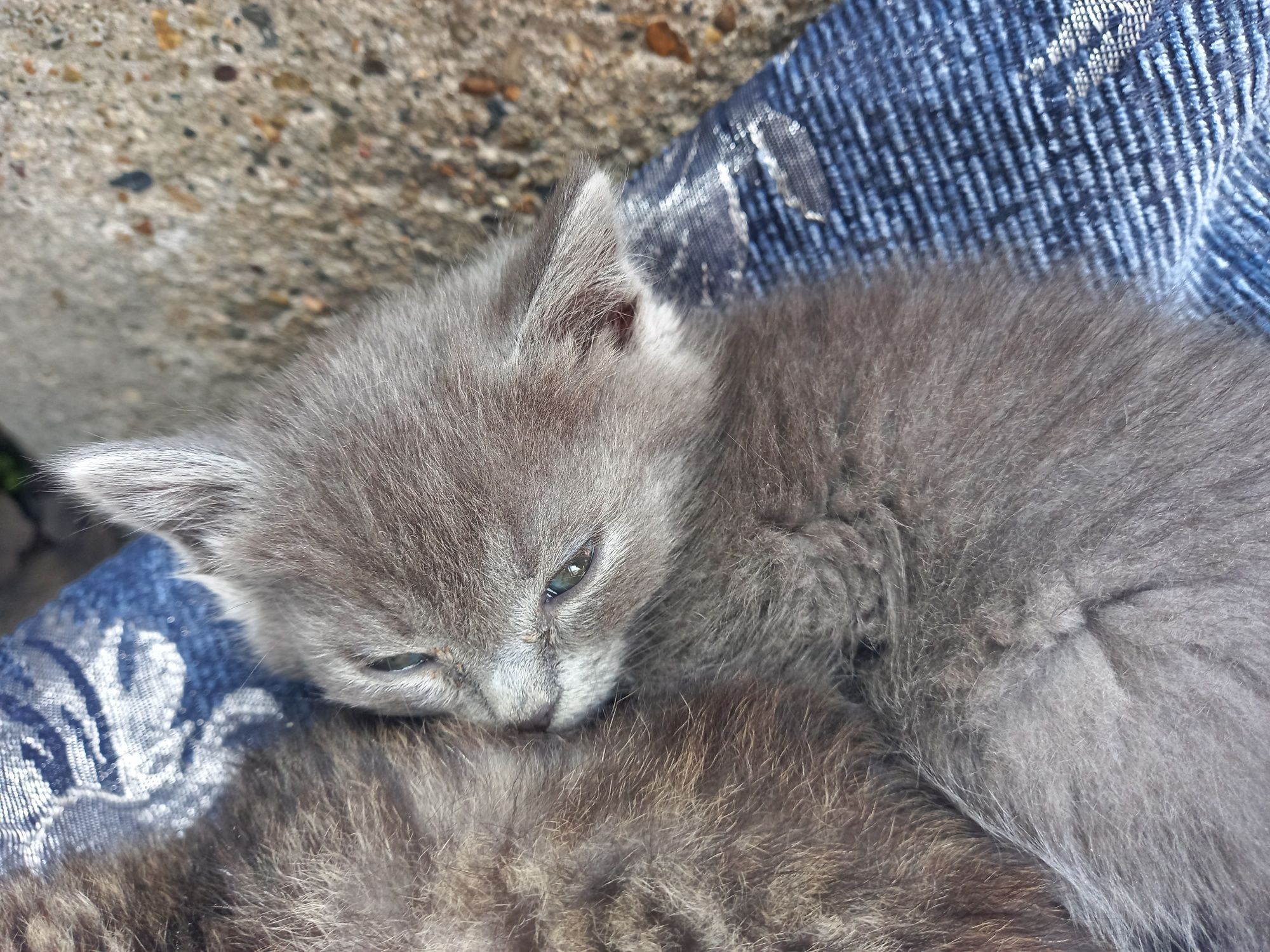 Отдам котят 2 девочки