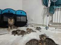 Продам котят , красивые умные