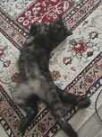 Скоттиш страйт (кошка)