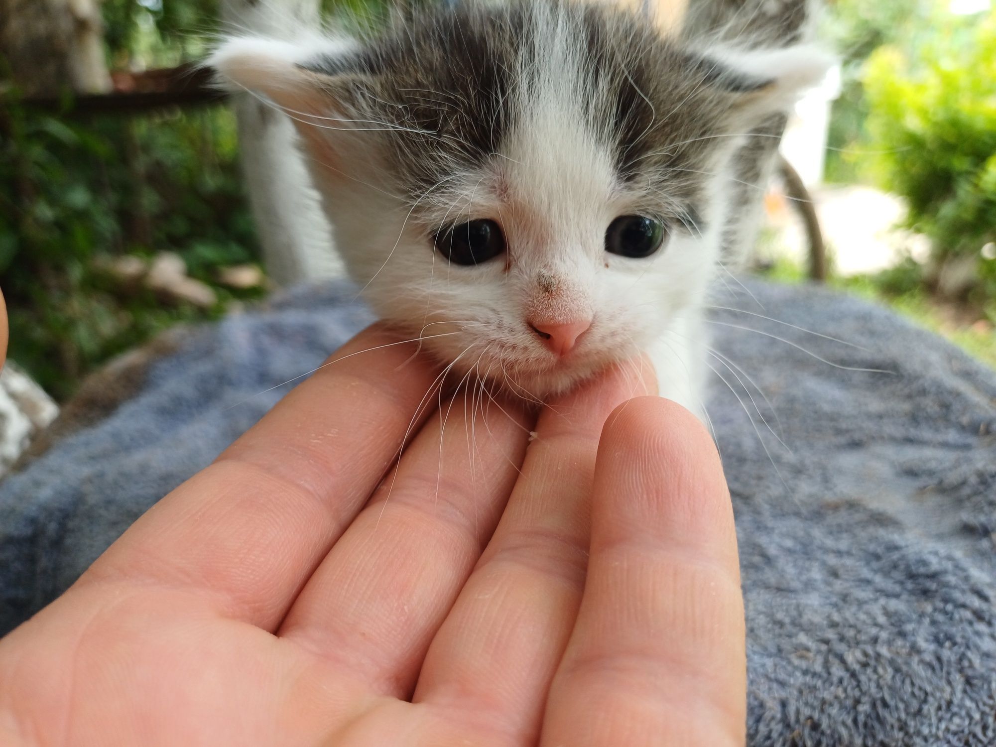 Отдам котят в добрые руки