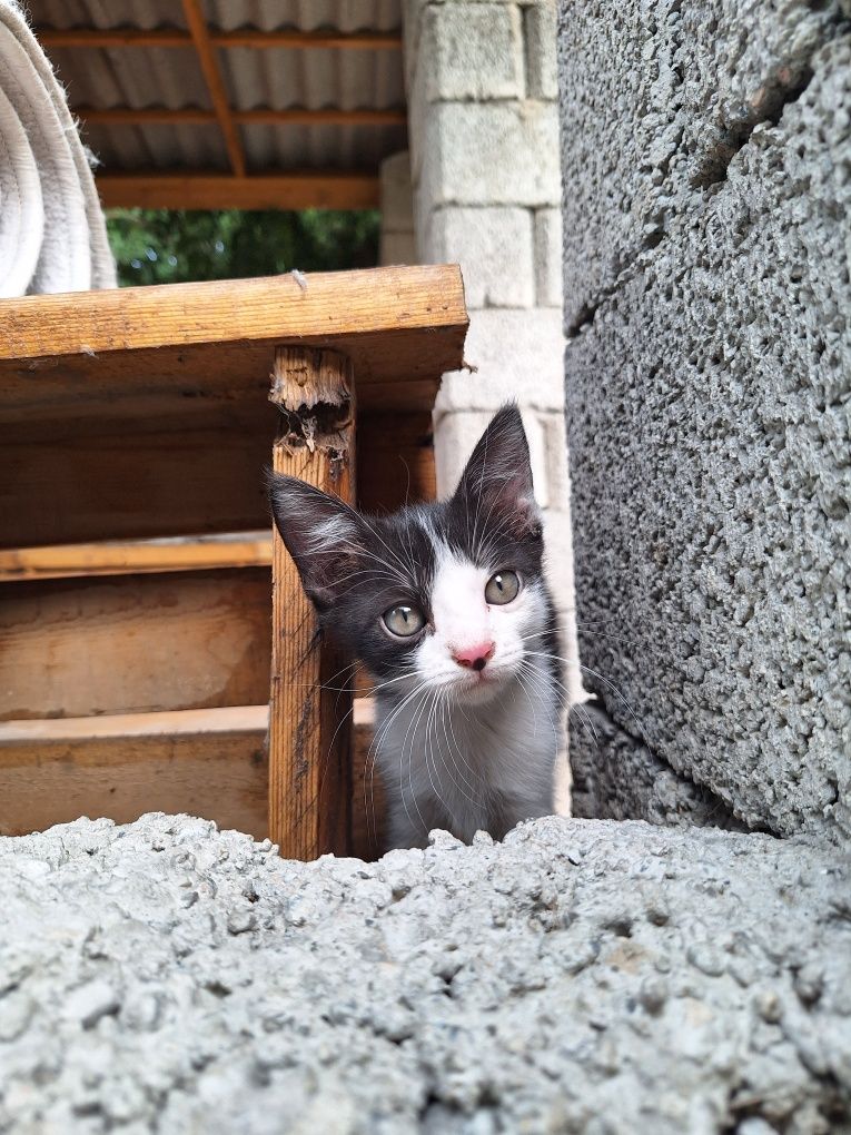 Отдам котят в добрые руки