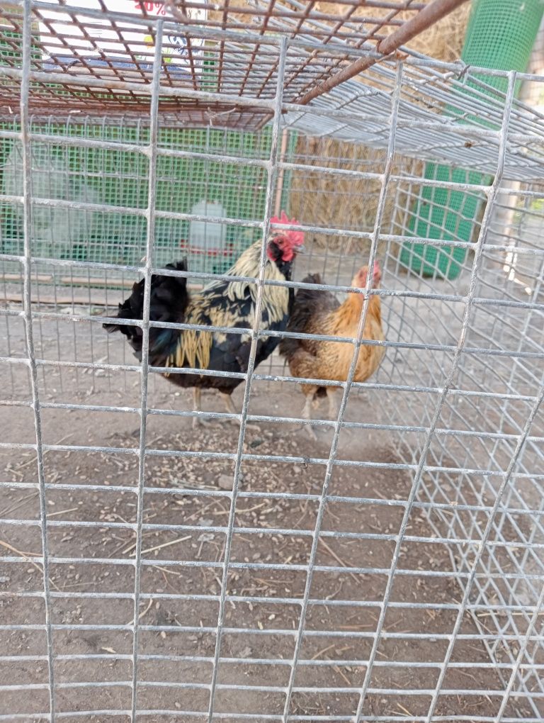 Продам карликовый курей