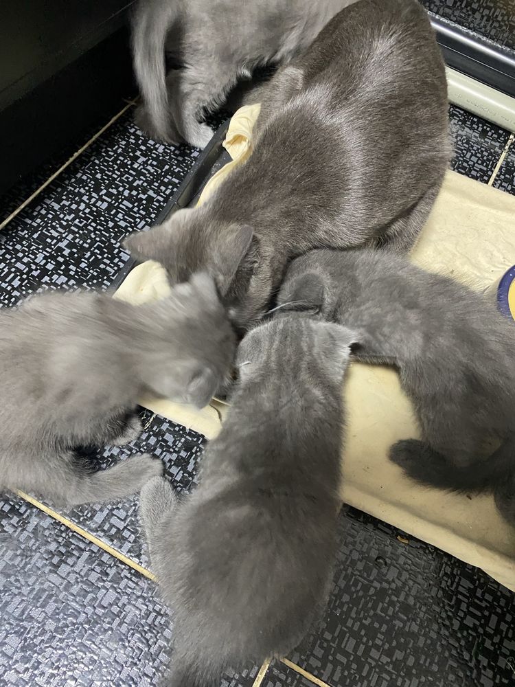 Продаются породистые котята