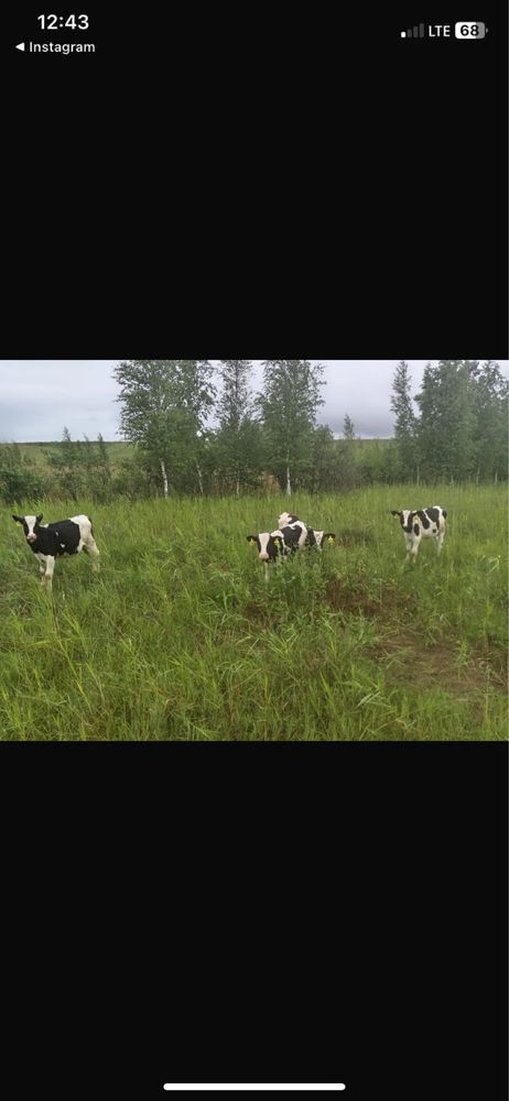Продам бычков Голштинской породы
