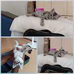 Котёнок девочка шотландская
