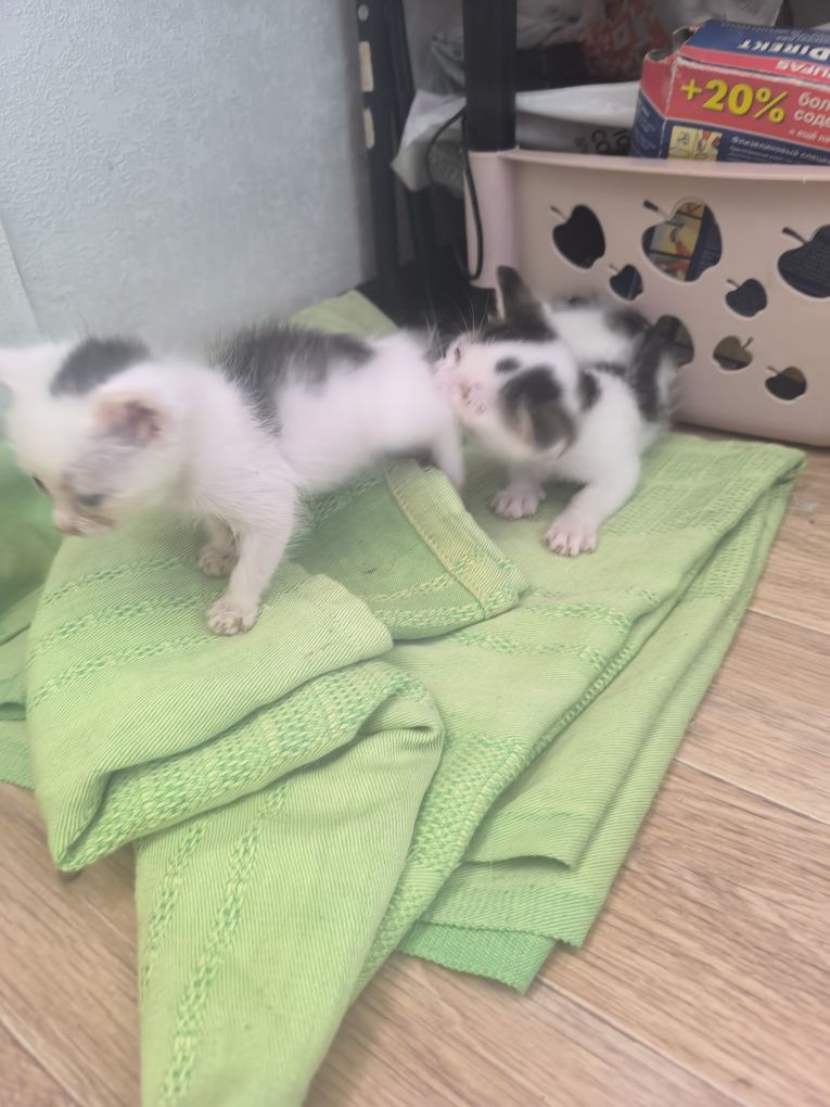 Отдам котят в добрые руки