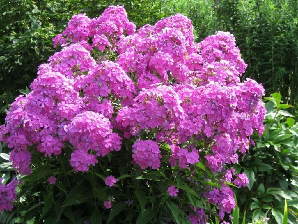 Флоксы многолетние