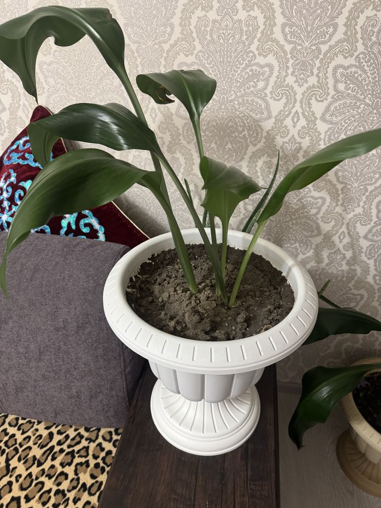 Продаю цветы в горшках