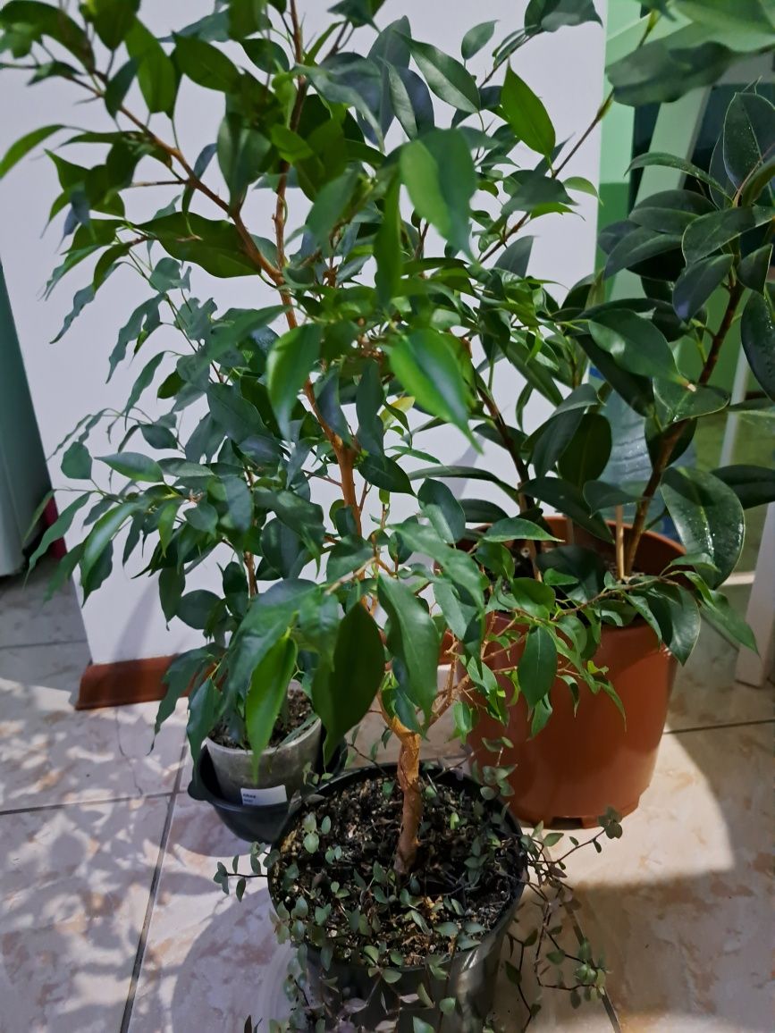 Комнатные растения,  цветы