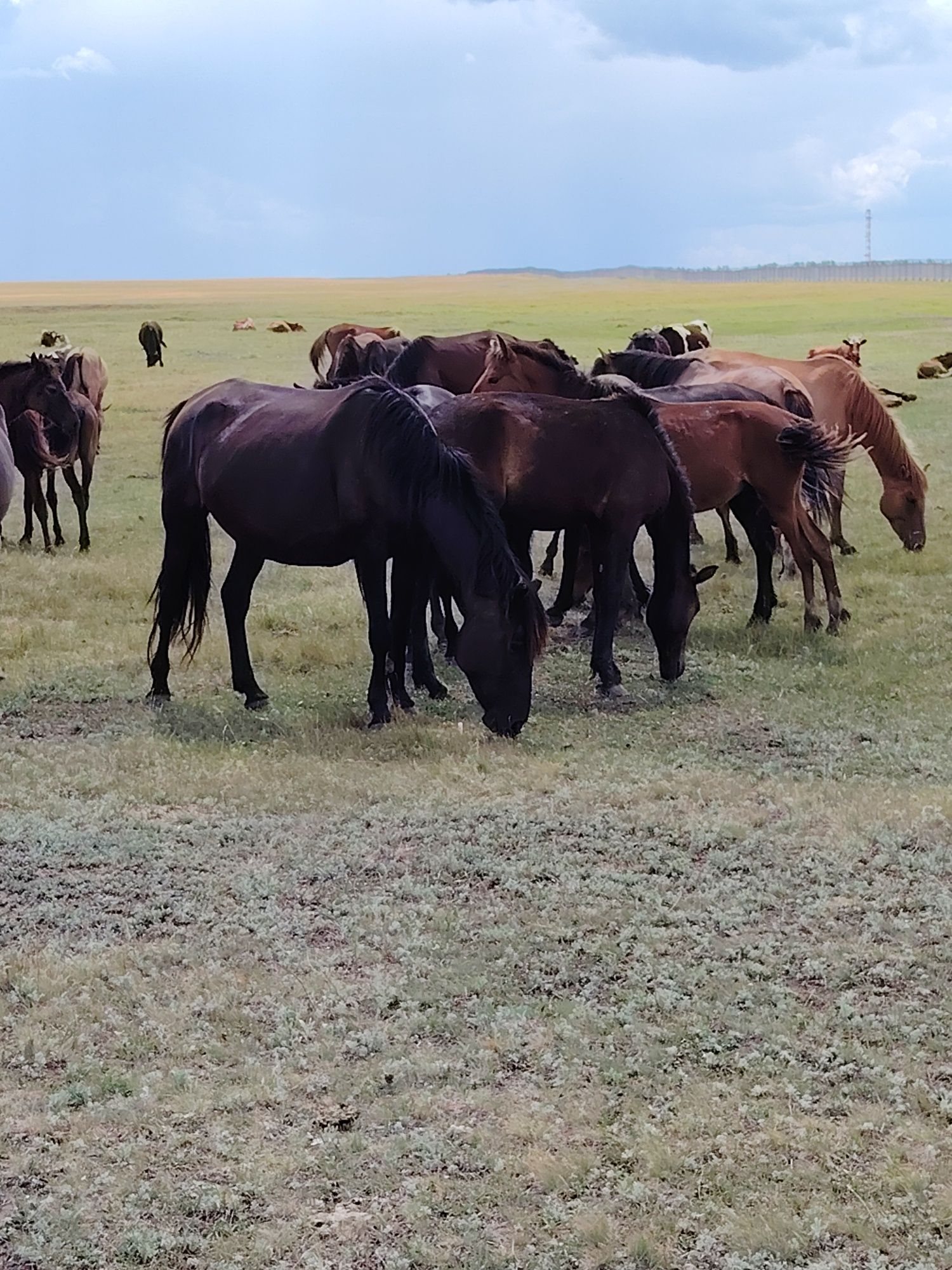 Продам кабылу с жеребенком