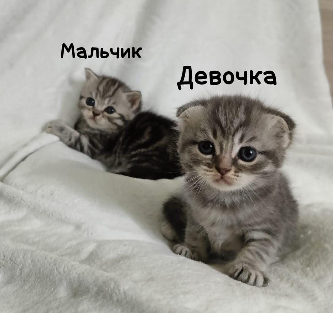 Продам шотландских котят