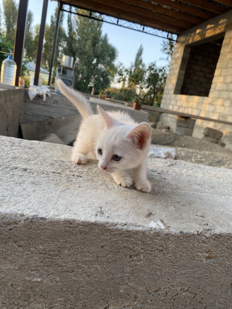 Кошки 2 девочка 1 мальчик