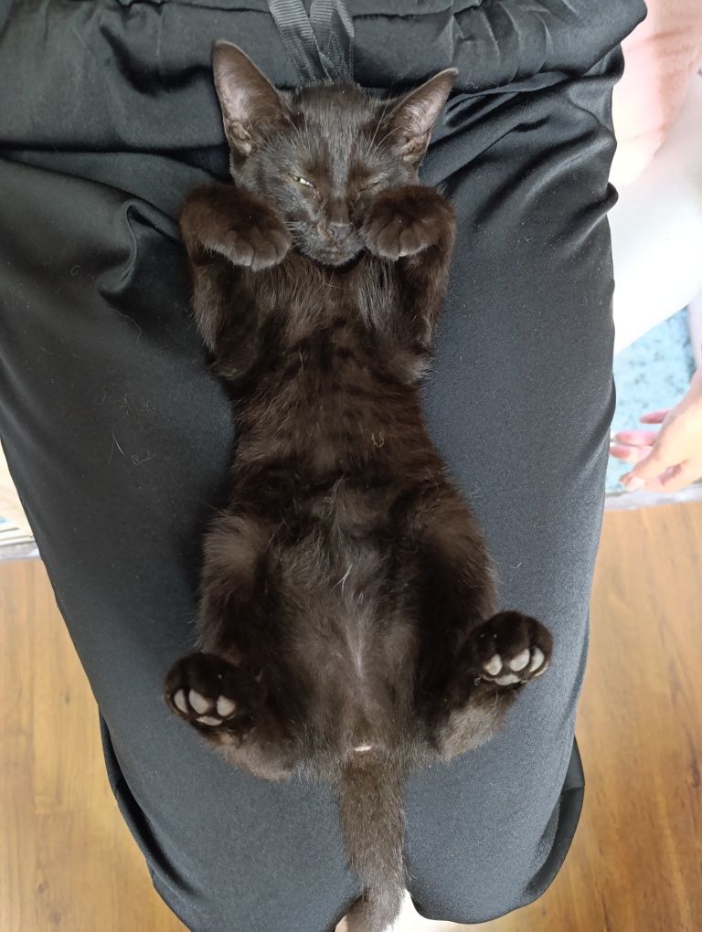 Отдам даром котёнка