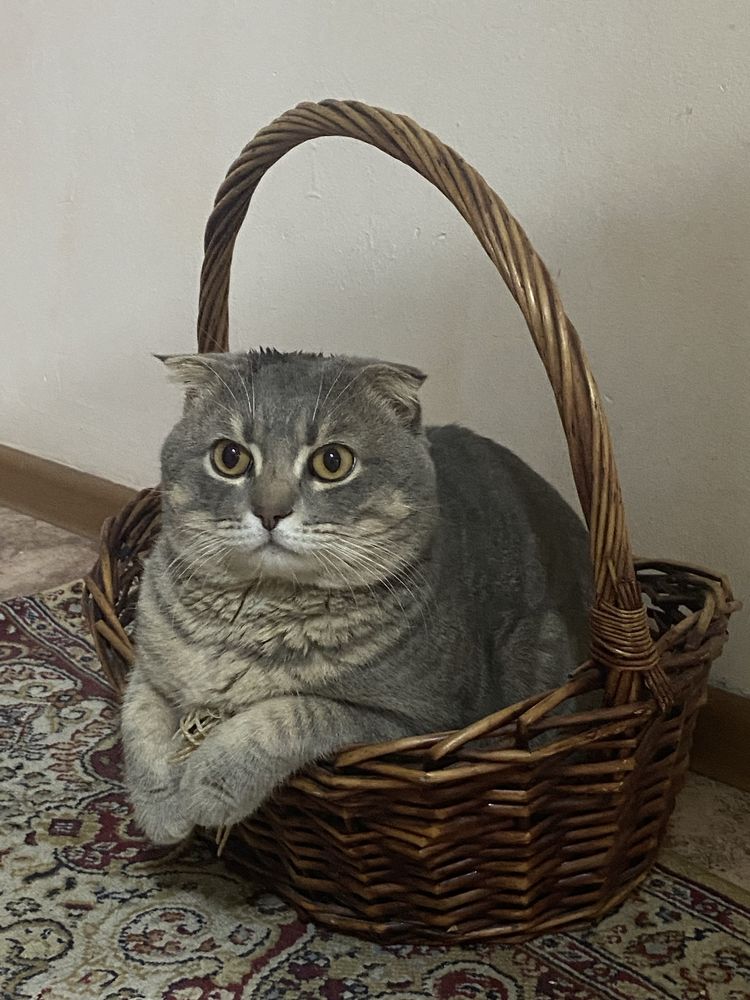 Вислоухий кот шотландец ВЯЗКА