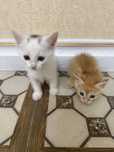 Отдам котят в добрые руки