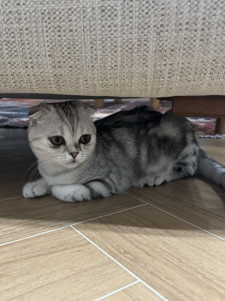 Отдам котенка в хорошие руки