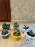Продам разные цветы в горшках