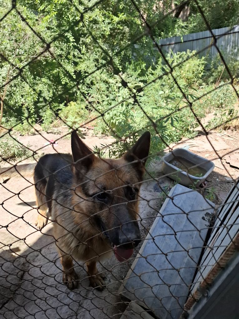 Продается Немецская Овчарка