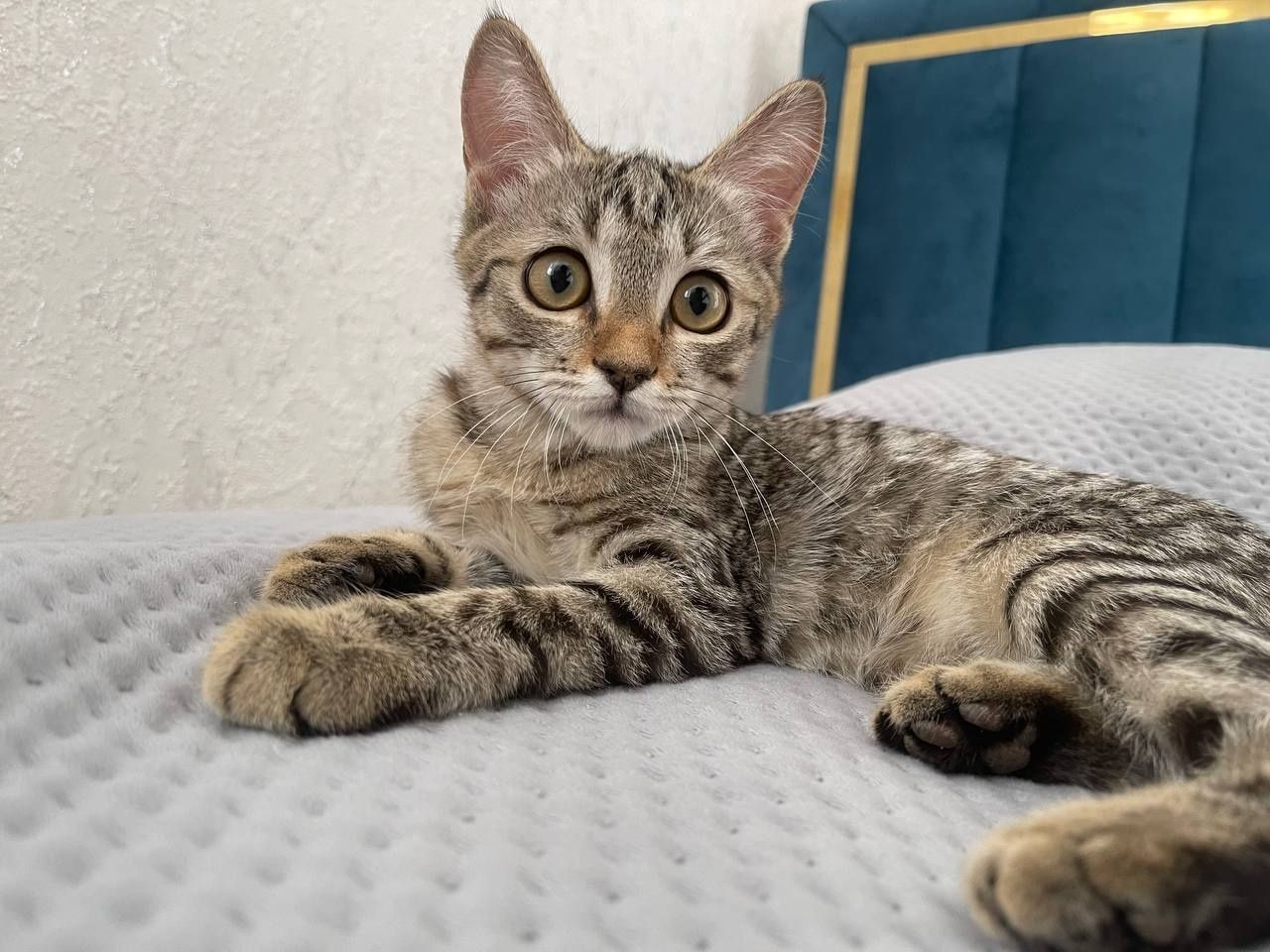 Котёнок в добрые руки – ласковый и игривый!