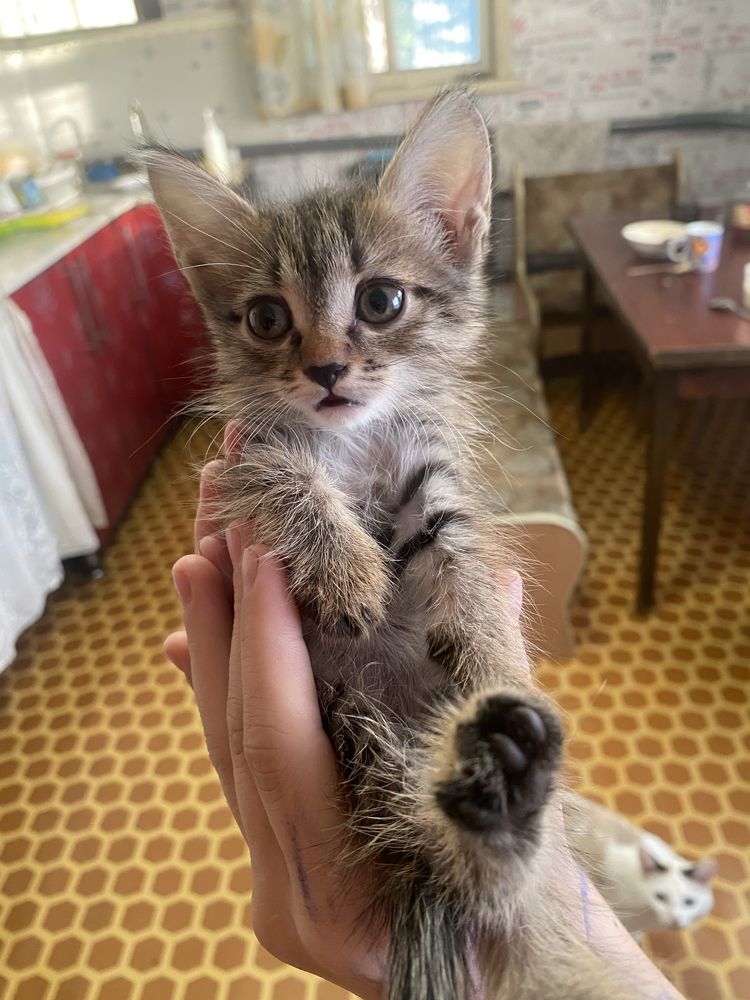 Отдаём котят в добрые руки ,2 мальчика 2 девочки