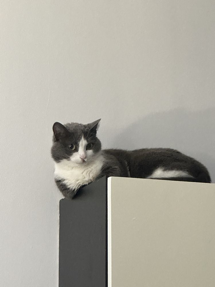 Кошечка ищет дом