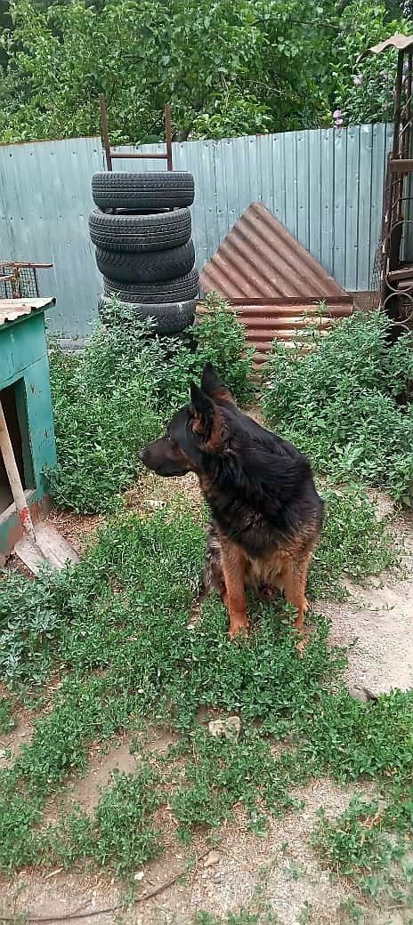 Продам Кабеля немецкой овчарки