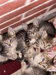 Отдам котят в хорошие руки.