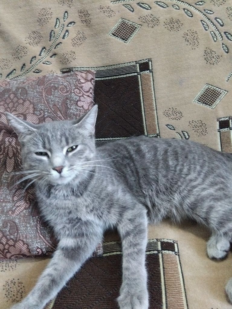 Отдадим котёнка и кошку