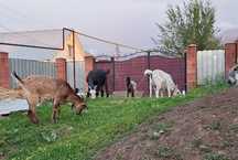 Продаем козлов и коз