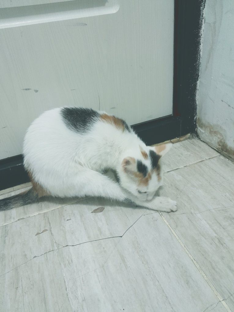 Кошечка юна (подросток ), дам в хорошие руки
