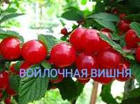 Плодово - ягодные кустарники